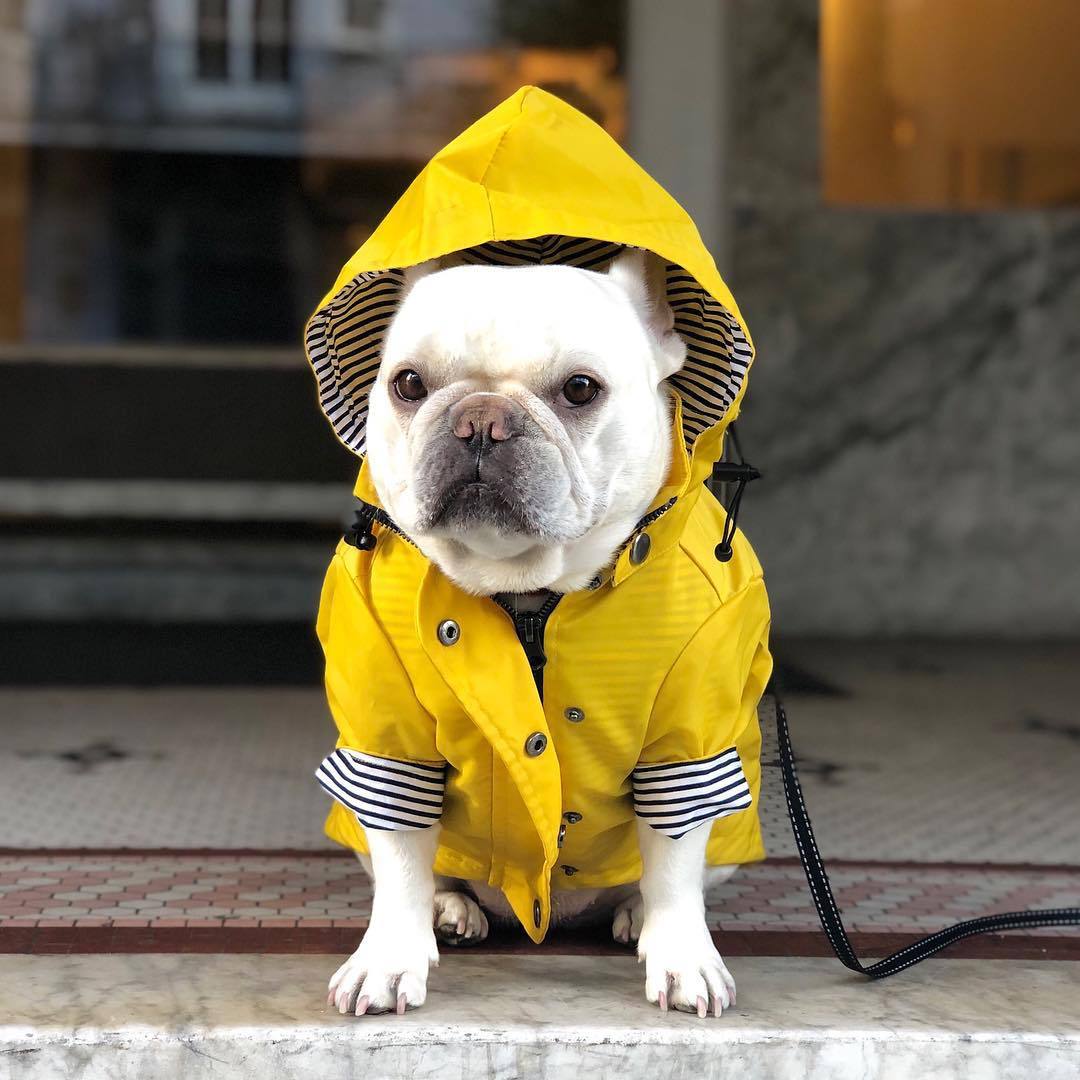 Classic Retro Windproof Padded Dog Raincoat