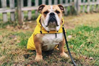 Classic Retro Windproof Padded Dog Raincoat